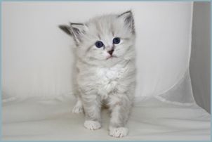 Male Siberian Kitten from Deedlebug Siberians